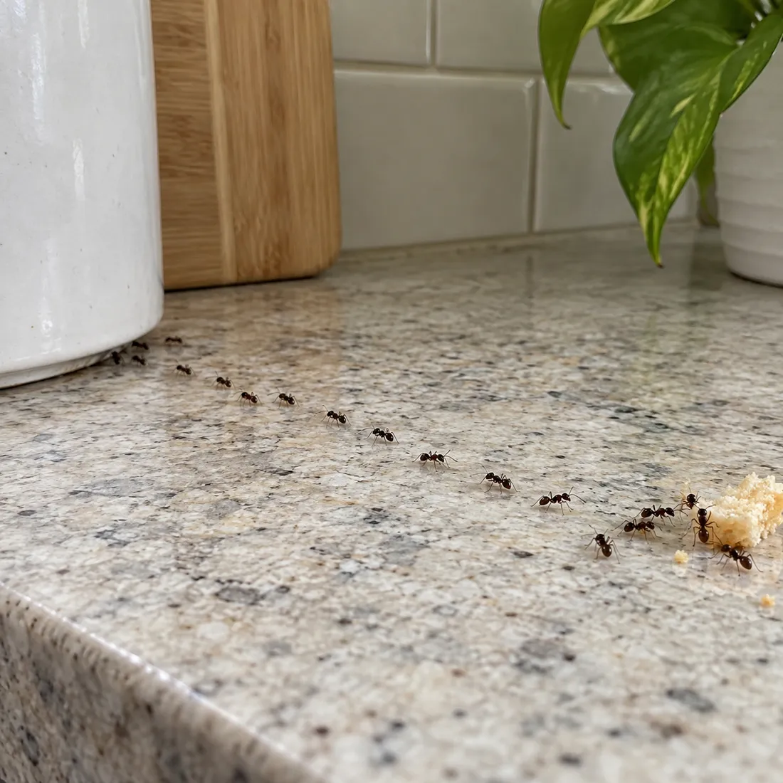 A line of small dark ants crossing a speckled granite kitchen counter toward crumbs beside a plant pot.