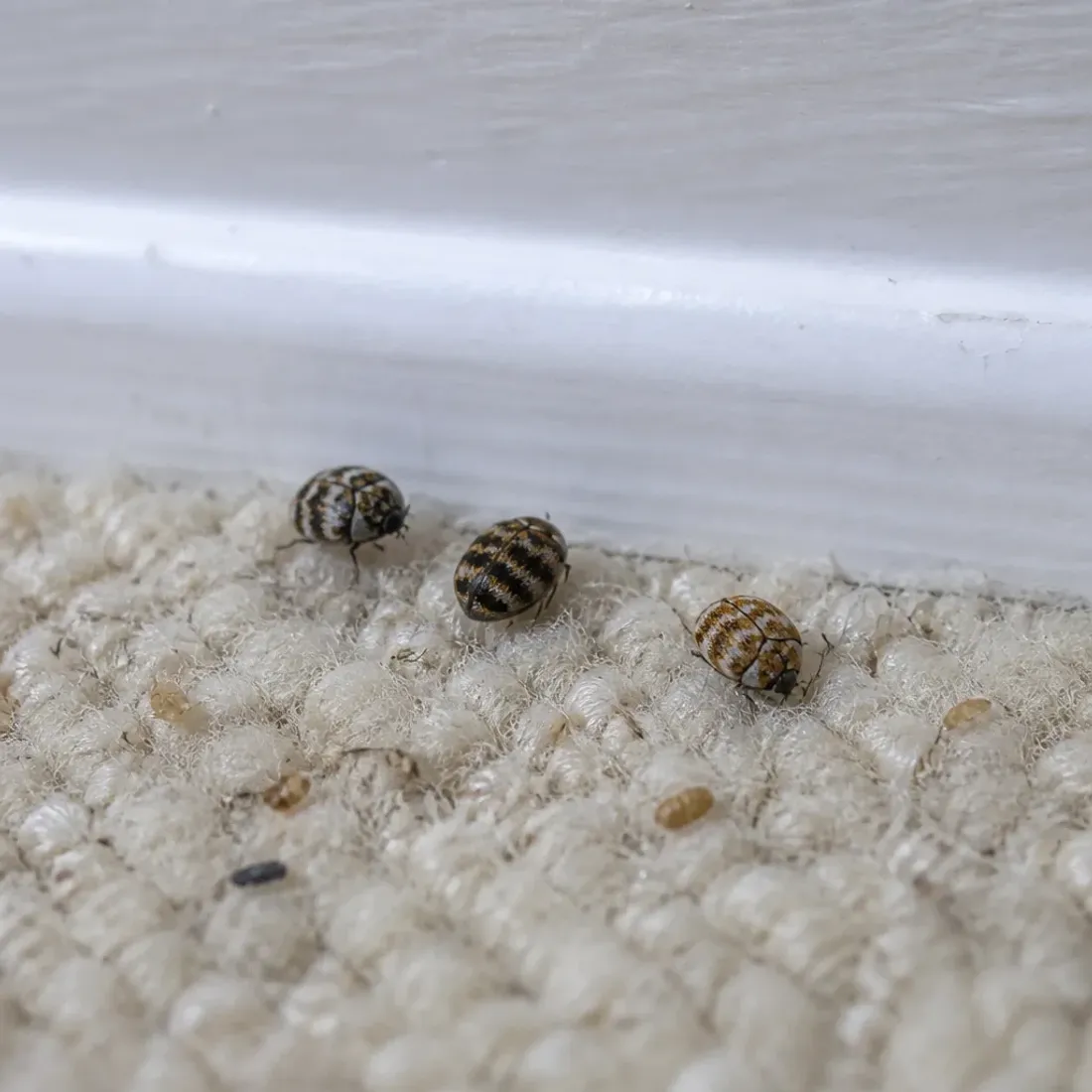 Three carpet beetles the size of apple seeds on cream wool carpet at the foot of a white baseboard, with shed larval skins around them.