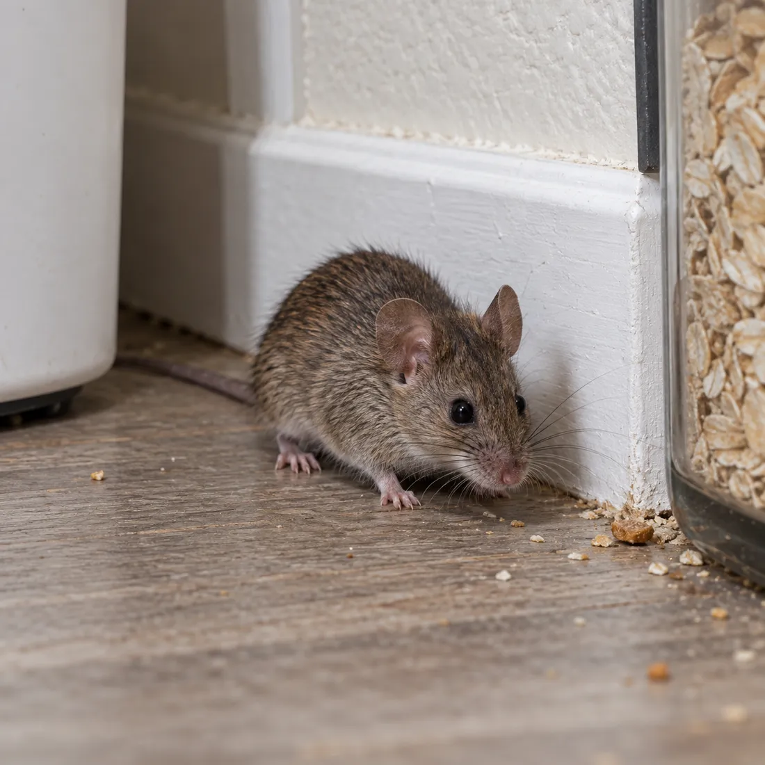 A brown house mouse crouched on a wood floor against a white baseboard next to a jar of oats and crumbs.