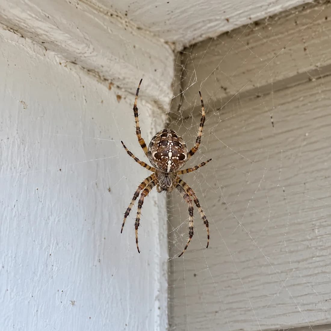 A brown patterned orb weaver spider on its web in the corner of a white painted wooden porch ceiling.