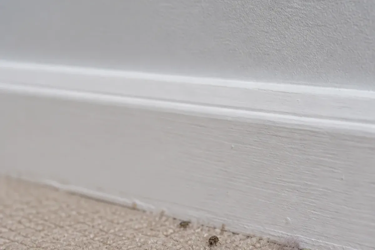 Two small mottled carpet beetles on pale carpet at the edge of a white painted baseboard, with shed lint.