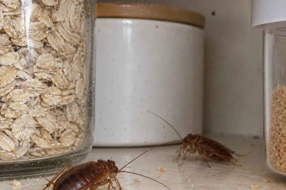 Two reddish-brown cockroaches on a pantry shelf beside jars of oats and sugar, with crumbs scattered around.