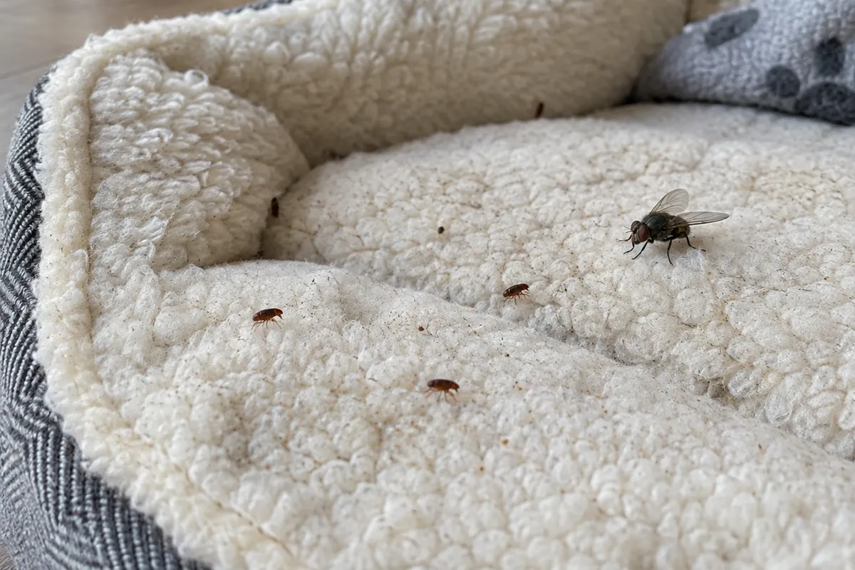 Several small brown fleas and two houseflies on the cream fleece lining of a dog bed indoors.