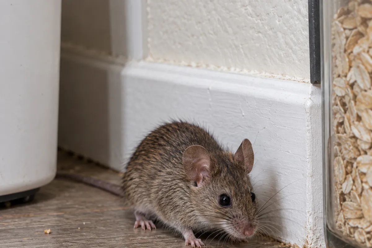 A brown house mouse crouched on a wood floor against a white baseboard next to a jar of oats and crumbs.