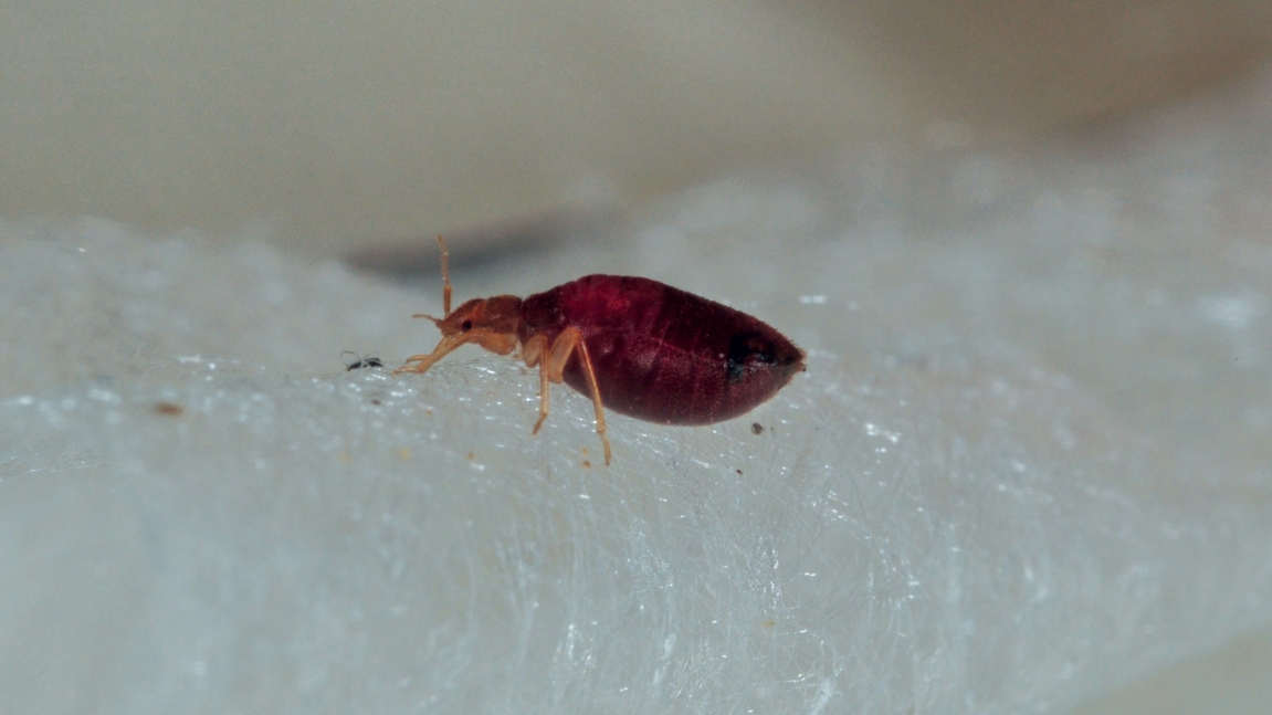 Practical Ways to Prevent Bed Bugs from Infesting Your Home This Summer